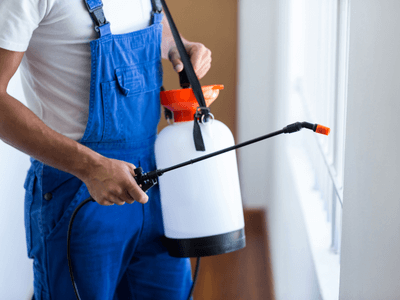 About Spartanburg Flea Removal - flea removal experts in Spartanburg